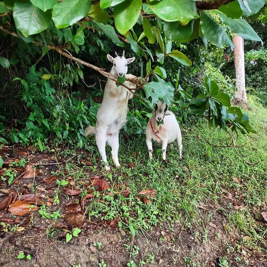 Tierra Adentro Bed And Breakfast Naguabo